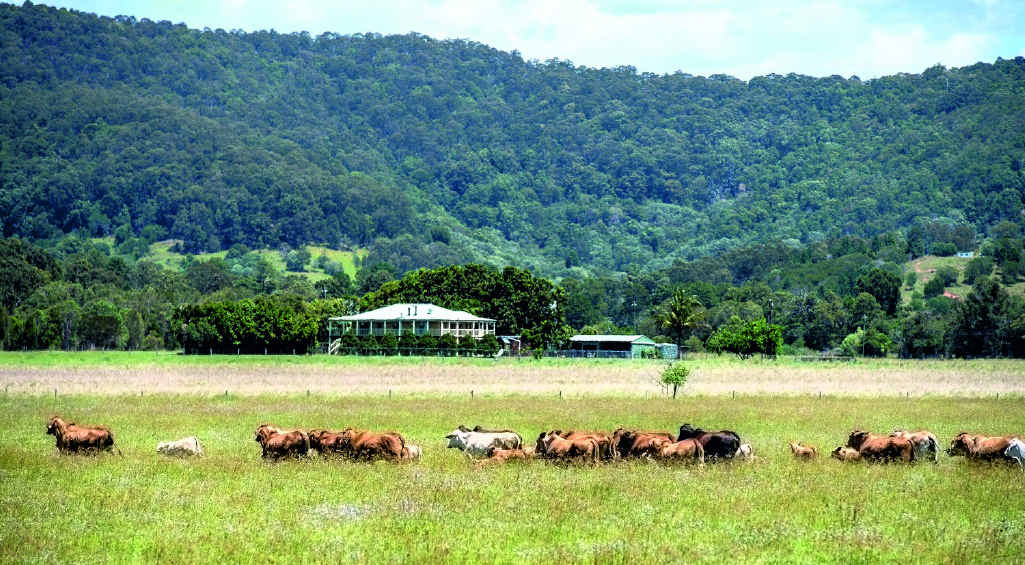 TO THE FORE: The Kabi golf course near Noosa and beef property The 404 are for sale and comprise an amazing organically certified property. TO THE FORE: The Kabi golf course near Noosa and beef property The 404 are for sale and comprise an amazing organically certified property.